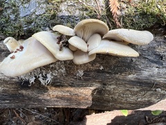 Pleurotus ostreatus
