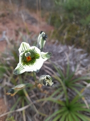 Chloraea bletioides
