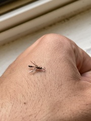Pseudomyrmex gracilis