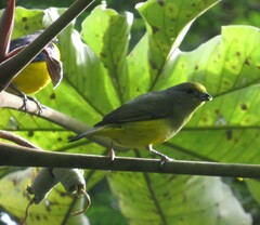 Euphonia affinis