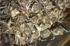 Common Vampire Bat photo 4