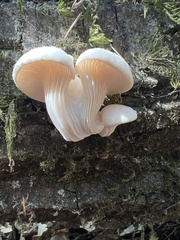 Pleurotus ostreatus