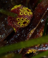 Botrylloides perspicuus