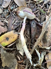 Leucoagaricus roseilividus