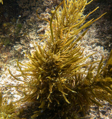 Sargassum linearifolium