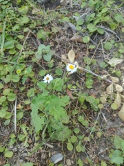 Perityle microglossa