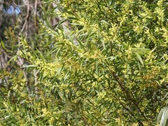 Acacia longifolia longifolia