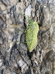 Physemacris variolosa