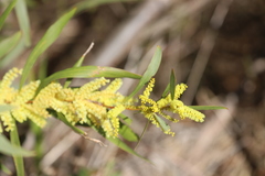Acacia longifolia longifolia
