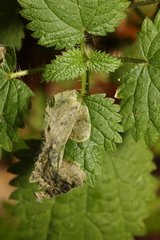 Agromyza anthracina