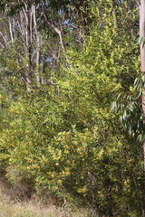 Acacia longifolia longifolia