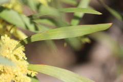 Acacia longifolia longifolia