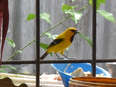 Icterus nigrogularis