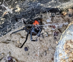 Latrodectus