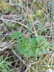 Scandix pecten-veneris