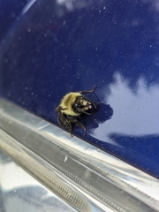Bombus impatiens