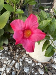 Mandevilla sanderi