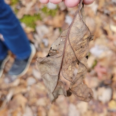 Clethra acuminata