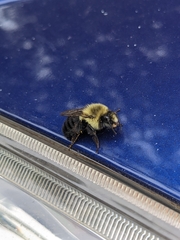 Bombus impatiens