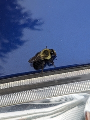 Bombus impatiens