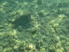 Chaetodon lunula
