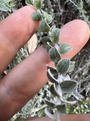 Plecostachys serpyllifolia