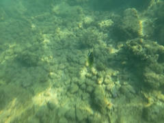 Chaetodon lunula