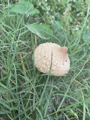 Leucoagaricus americanus