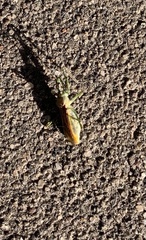 Stagmomantis limbata