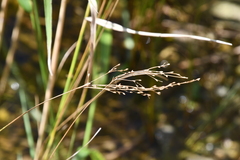 Juncus gracillimus