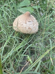 Leucoagaricus americanus