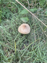 Leucoagaricus americanus
