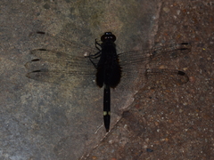 Erythemis attala