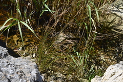 Juncus gracillimus
