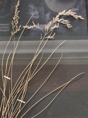 Deschampsia argentea