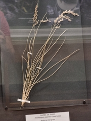Deschampsia argentea