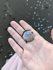Tellinoidea