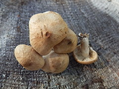 Inocybe subtomentosa