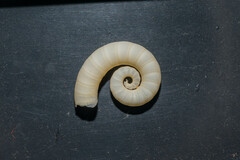 Spirula spirula