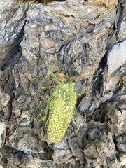 Physemacris variolosa