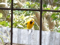 Icterus nigrogularis