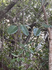 Ficus benghalensis