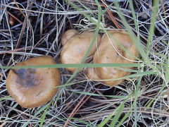 Lyophyllum infumatum