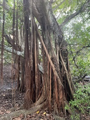 Ficus benghalensis