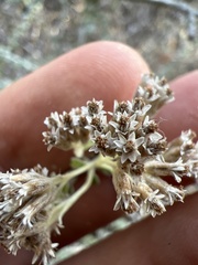 Plecostachys serpyllifolia