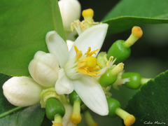 Citrus × latifolia