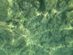 Thalassoma trilobatum