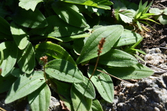 Plantago depressa