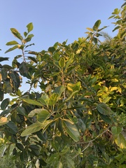 Ficus benghalensis