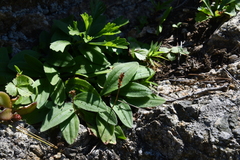 Plantago depressa